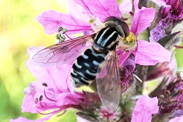 Anasimyia