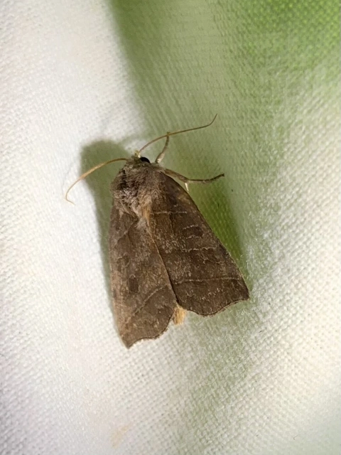 Ipimorpha retusa - sarlós fűzbagoly