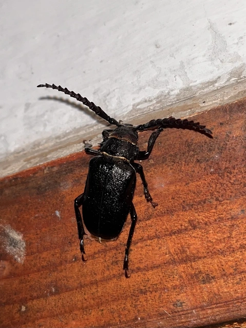 Prionus coriarius - csőszcincér