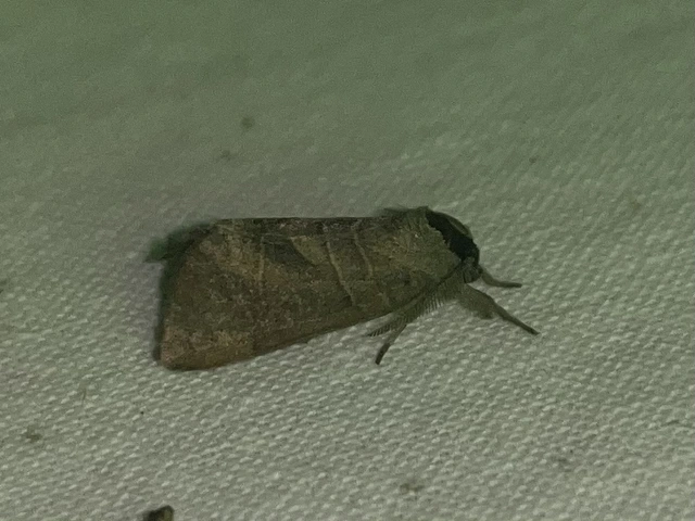 Clostera anastomosis - barna levélszövő