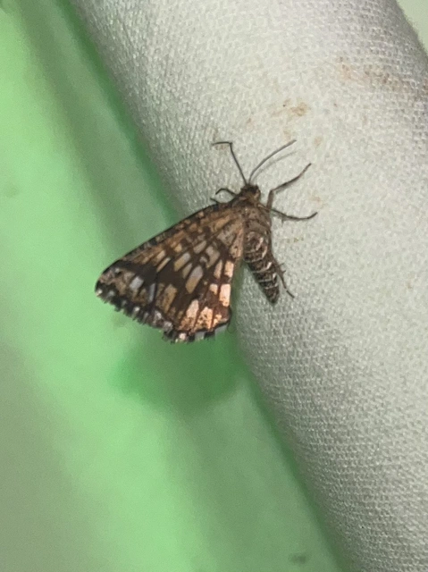 Chiasmia clathrata - rácsos rétiaraszoló