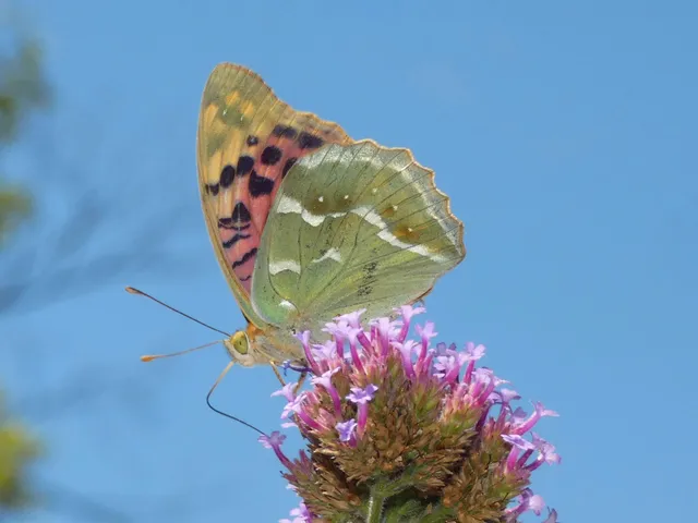 Argynnis pandora - zöldes gyöngyházlepke