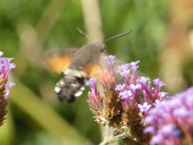 Macroglossum stellatarum - kacsafarkú szender