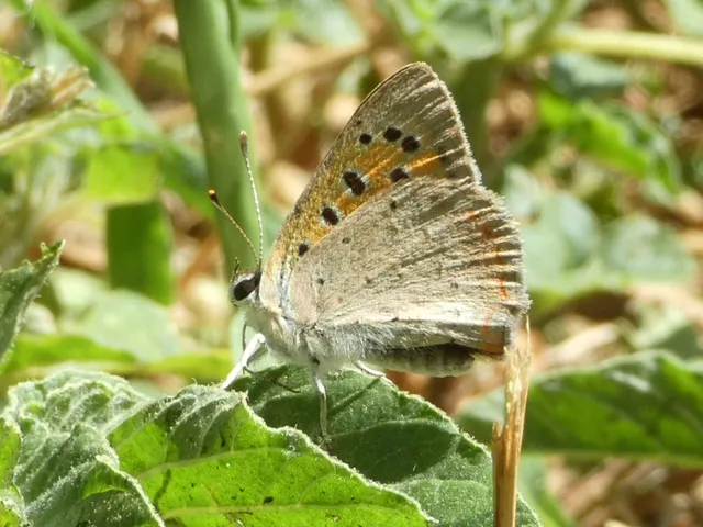 Lycaena phlaeas - közönséges tűzlepke