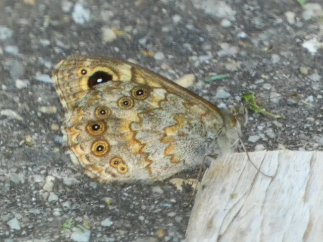 Lasiommata megera - vörös szemeslepke