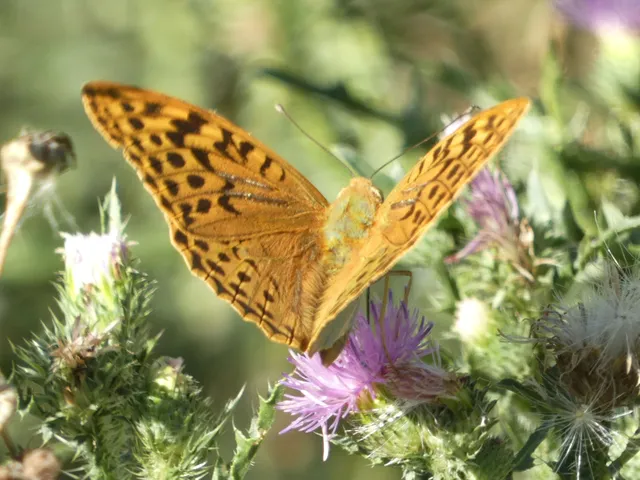 Argynnis pandora - zöldes gyöngyházlepke