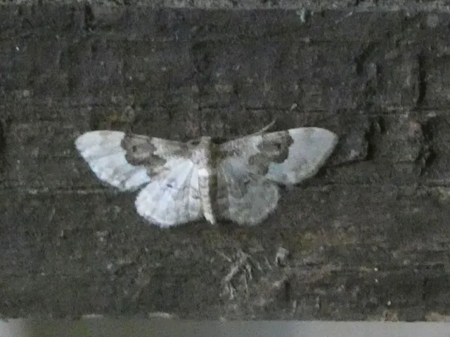 Idaea rusticata - tarka apróaraszoló