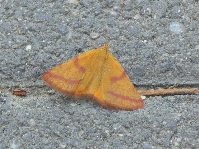 Lythria purpuraria - bíborsávos araszoló