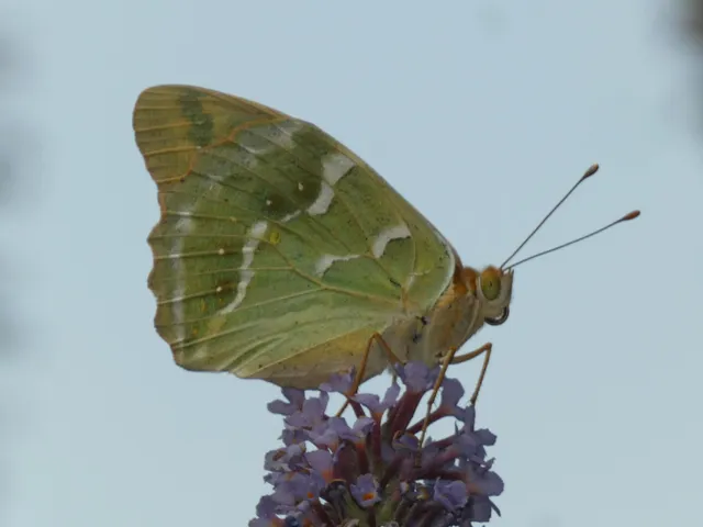 Argynnis pandora - zöldes gyöngyházlepke