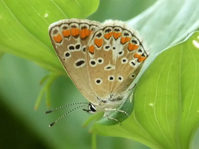 Aricia agestis - szerecsenboglárka