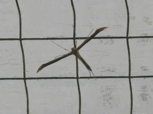 Pterophoridae - tollasmolyfélék