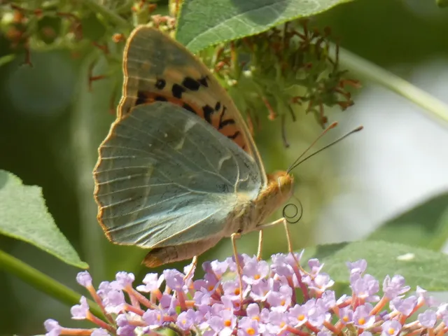 Argynnis pandora - zöldes gyöngyházlepke