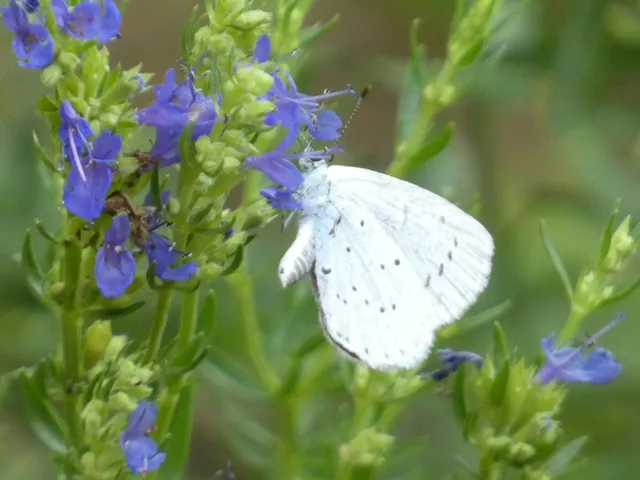 Celastrina argiolus - bengeboglárka