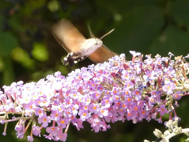 Macroglossum stellatarum - kacsafarkú szender