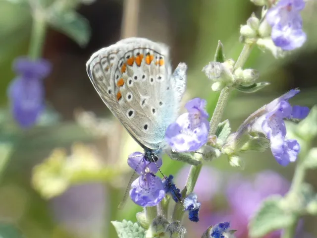 Polyommatus icarus - közönséges boglárka