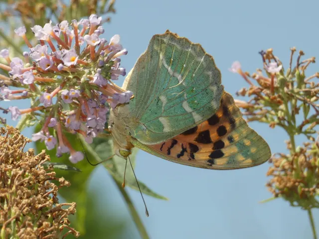 Argynnis pandora - zöldes gyöngyházlepke