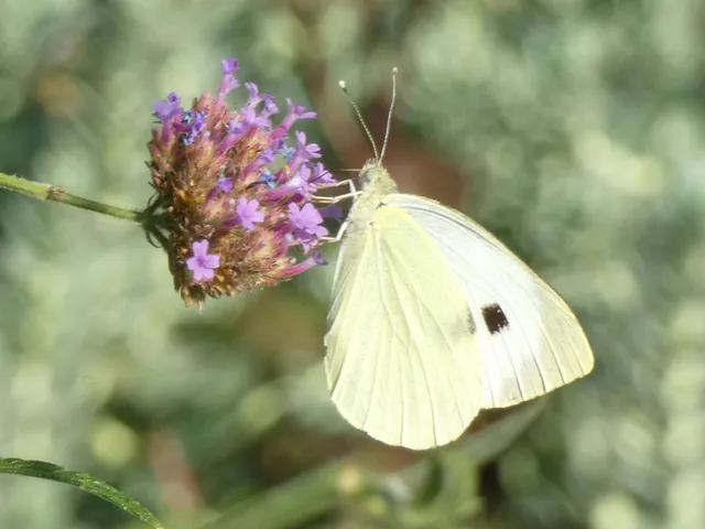 Pieris brassicae - káposztalepke