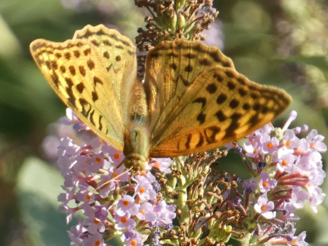 Argynnis pandora - zöldes gyöngyházlepke