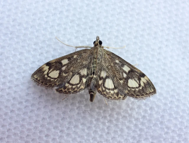 Anania coronata - koronás dudvamoly