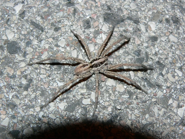 Hogna radiata - réti farkaspók