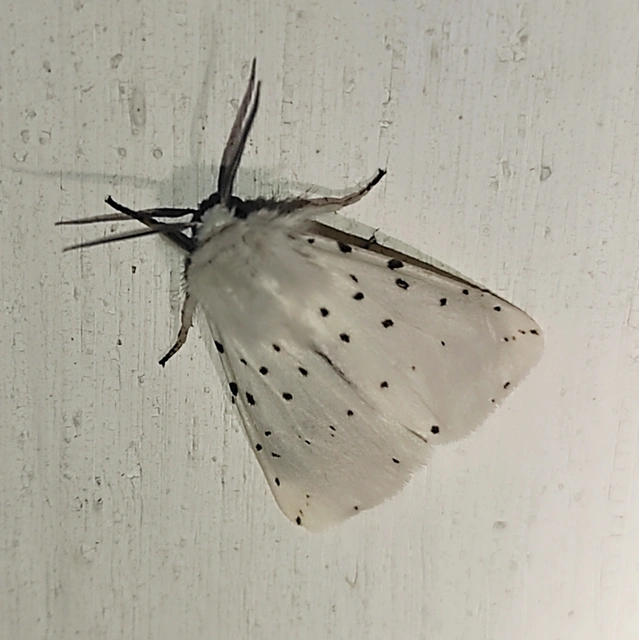 Spilosoma lubricipedum - tejszínű medvelepke