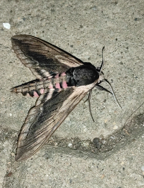 Sphinx ligustri - fagyalszender