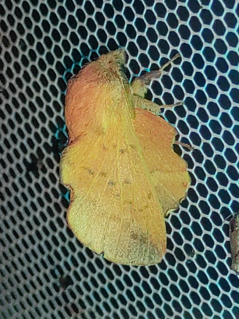 Phyllodesma tremulifolia - nyárlevélpohók