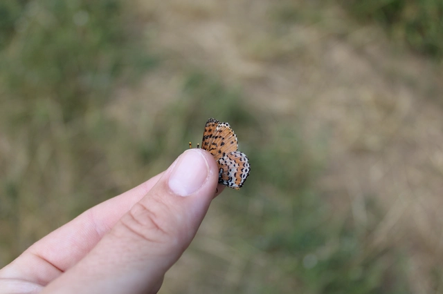 Melitaea didyma - tüzes tarkalepke