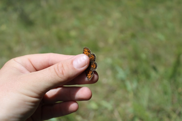 Melitaea trivia - kis tarkalepke
