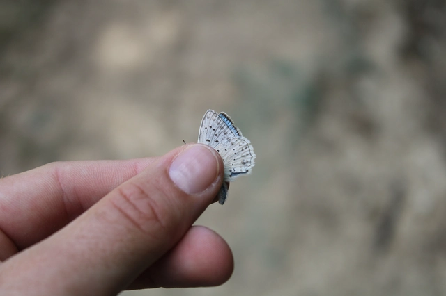 Polyommatus daphnis - csipkés boglárka
