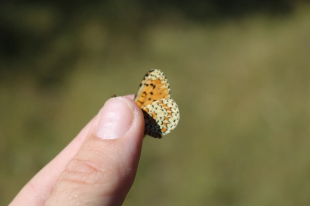 Melitaea trivia - kis tarkalepke