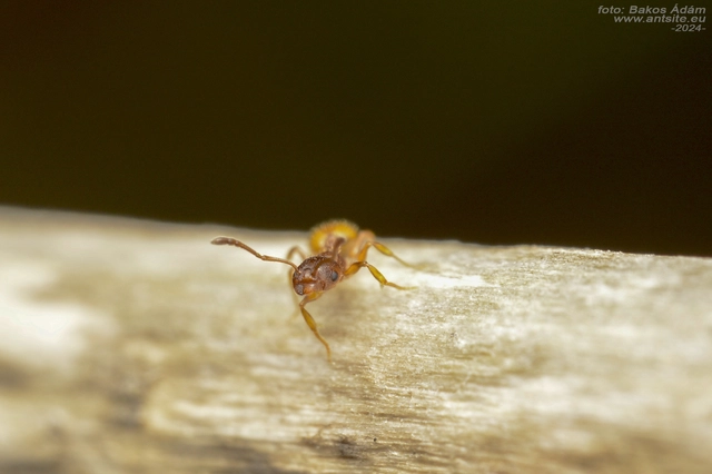 Temnothorax unifasciatus - gyűrűs kéreghangya