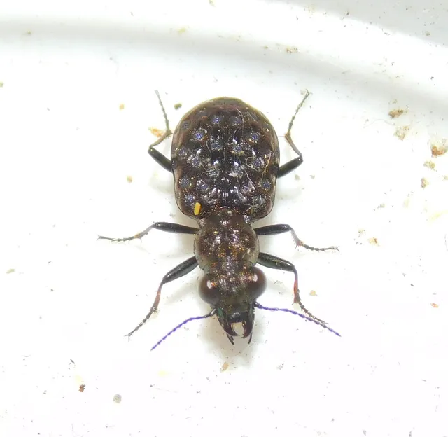 Elaphrus cupreus - rezes iszapfutó