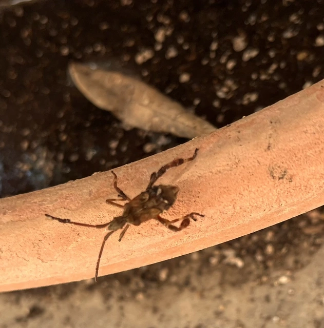 Leptoglossus occidentalis - nyugati levéllábú poloska Leptoglossus occidentalis - nyugati levéllábú poloska