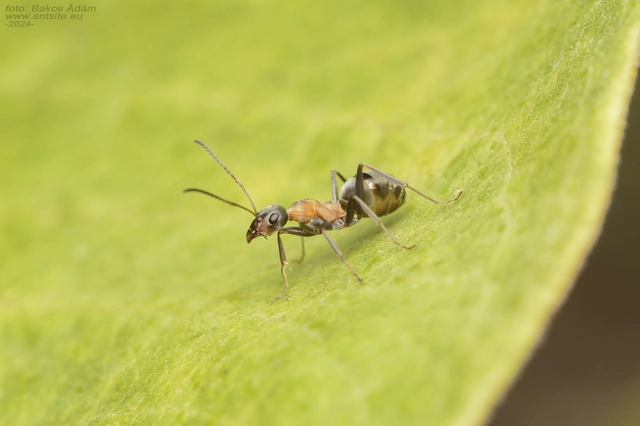Formica cunicularia - gyakori rabszolgahangya
