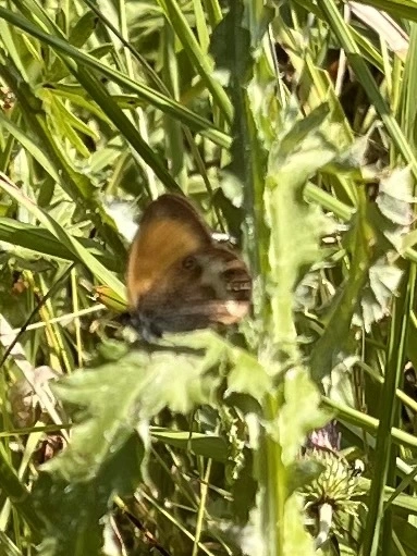 Coenonympha arcania - fehéröves szénalepke