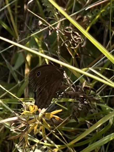 Minois dryas - fekete szemeslepke