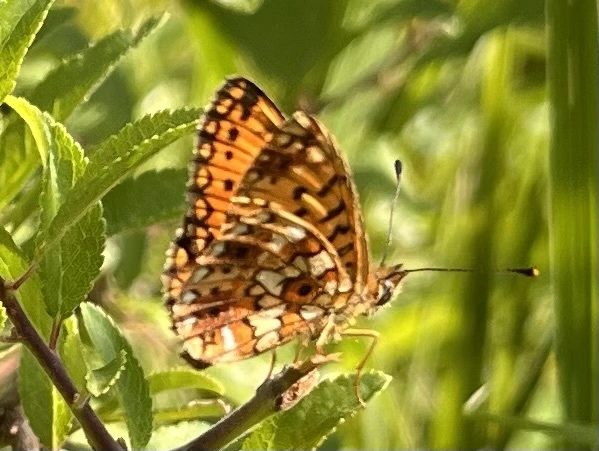 Boloria selene - fakó gyöngyházlepke