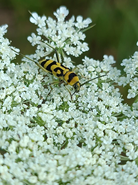 Chlorophorus varius - díszes darázscincér