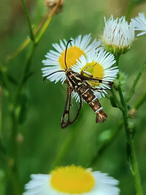 Sesiidae - szitkárfélék