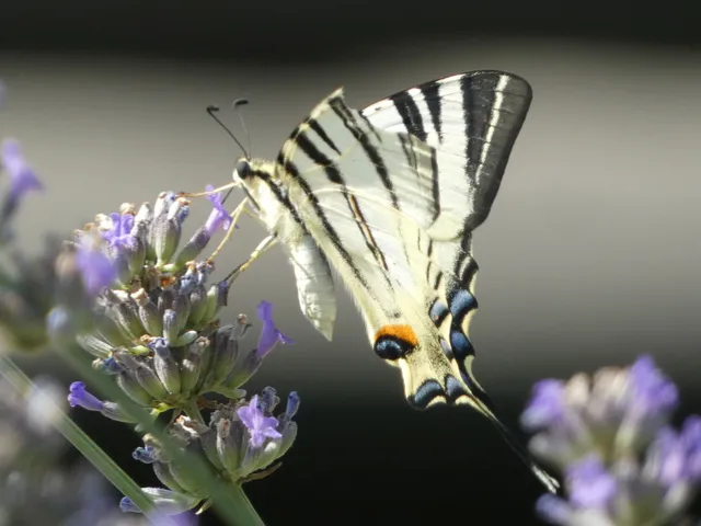 Iphiclides podalirius - kardoslepke