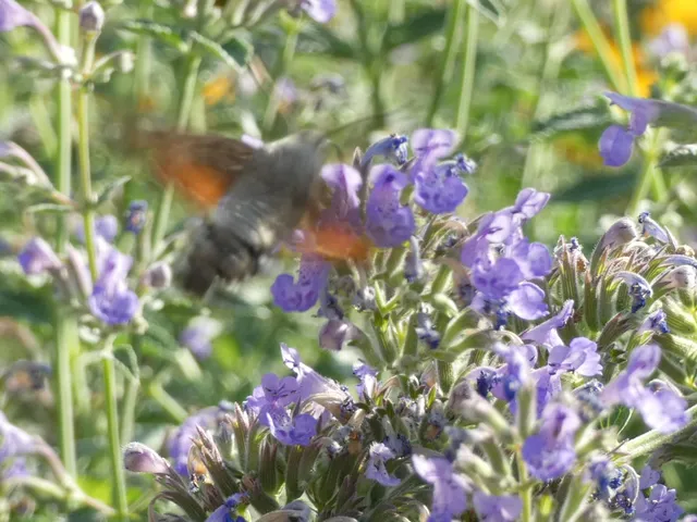 Macroglossum stellatarum - kacsafarkú szender