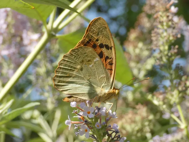 Argynnis pandora - zöldes gyöngyházlepke