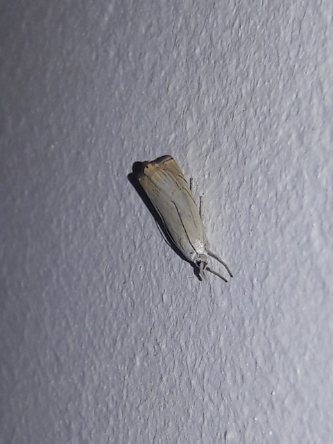 Chrysoteuchia culmella - kerti fűgyökérmoly