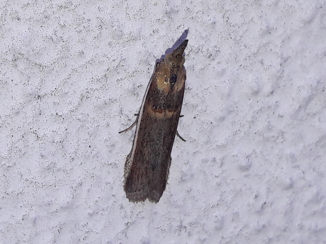 Etiella zinckenella - akácmoly