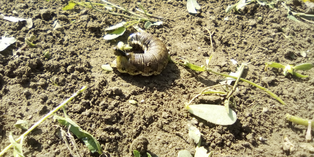 Agrius convolvuli - szulákszender