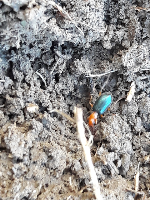 Brachinus