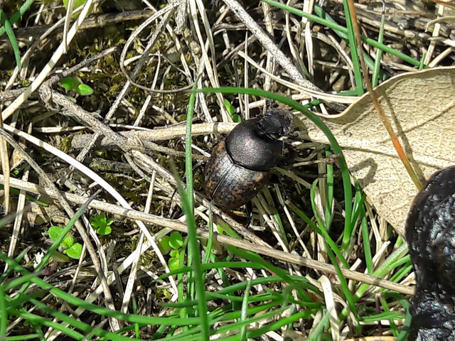 Onthophagus fracticornis - bronzos trágyatúró