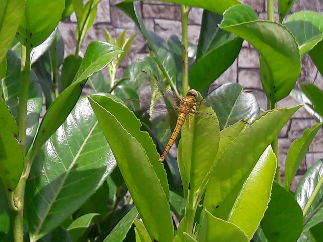 Orthetrum coerulescens - karcsú pásztorszitakötő
