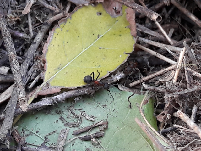 Formica pratensis - réti vöröshangya